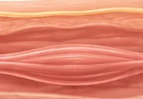 Ilustração das fibras musculares relaxadas.